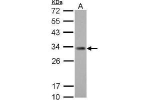 Image no. 1 for anti-Inhibitor of Growth Family, Member 5 (ING5) (Internal Region) antibody (ABIN2855407)