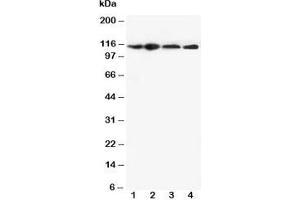 Image no. 3 for anti-NLR Family, Pyrin Domain Containing 3 (NLRP3) (N-Term) antibody (ABIN3032021)