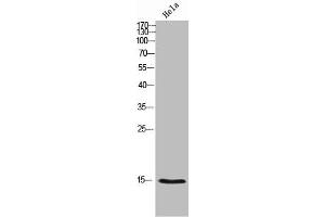 NUTF2 antibody  (Internal Region)