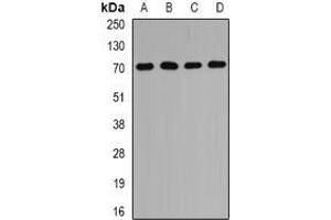Image no. 2 for anti-Peroxisomal Biogenesis Factor 5 (PEX5) (full length) antibody (ABIN6005920)