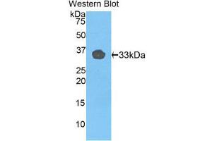 Image no. 1 for anti-Toll-Like Receptor 1 (TLR1) (AA 114-339) antibody (ABIN1175315)