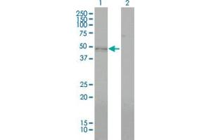 Image no. 3 for anti-Bone Morphogenetic Protein 7 (BMP7) (AA 1-431) antibody (ABIN560078)
