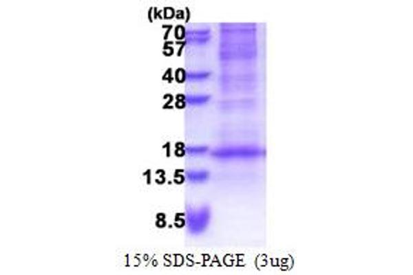 Defensin, beta 116 (DEFB116) (AA 24-102) protein (His tag)