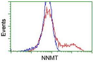 Image no. 5 for anti-Nicotinamide N-Methyltransferase (NNMT) antibody (ABIN1499790)