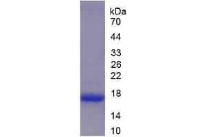 SDS-PAGE (SDS) image for Lactotransferrin (LTF) ELISA Kit (ABIN6574203)