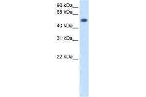 Image no. 1 for anti-Torsin Family 3, Member A (TOR3A) antibody (ABIN2460658)