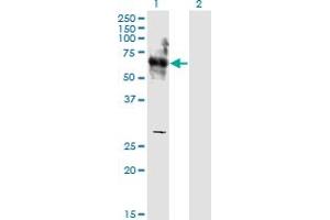 Image no. 1 for anti-SHC (Src Homology 2 Domain Containing) Transforming Protein 3 (SHC3) (AA 381-480) antibody (ABIN526969)