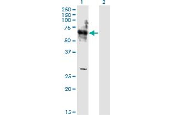 SHC3 anticorps  (AA 381-480)