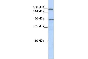 Image no. 1 for anti-AF4/FMR2 Family, Member 2 (AFF2) (Middle Region) antibody (ABIN1449867)