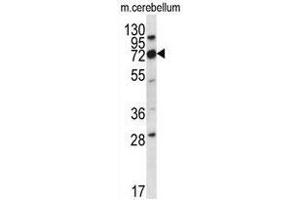 Image no. 2 for anti-Immunoglobulin Superfamily, Member 8 (IGSF8) (AA 233-262), (Middle Region) antibody (ABIN951296)