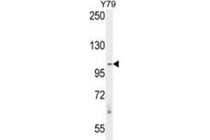 RASAL3 anticorps  (C-Term)