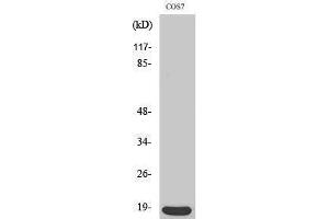 Image no. 1 for anti-Nucleoside diphosphate kinase B (NME2) (C-Term) antibody (ABIN3180789)