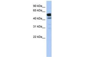 Image no. 1 for anti-Lactate Dehydrogenase D (LDHD) (AA 431-480) antibody (ABIN6743723)
