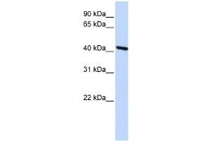Image no. 1 for anti-Tropomodulin 3 (TMOD3) (Middle Region) antibody (ABIN2786043)