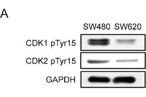 Image no. 119 for anti-Glyceraldehyde-3-Phosphate Dehydrogenase (GAPDH) (Center) antibody (ABIN2857072)