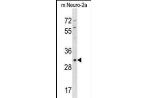 Mouse Xaf1 Antibody (Center) (ABIN1537930 and ABIN2838330) western blot analysis in mouse Neuro-2a cell line lysates (35 μg/lane).