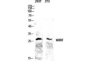 Image no. 2 for anti-Mitochondrial Ribosome Recycling Factor (MRRF) (C-Term) antibody (ABIN3185690)