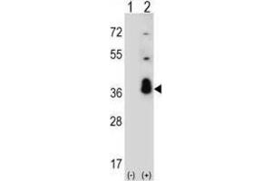 Image no. 3 for anti-serine/arginine-Rich Splicing Factor 1 (SRSF1) antibody (ABIN3002838)