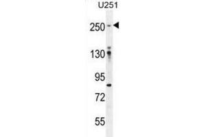 Image no. 3 for anti-Filamin A, alpha (FLNA) antibody (ABIN3003482)