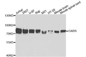 GARS antibody  (AA 60-370)