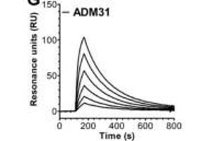 Identification of monoclonal Abs that block albumin binding to hFcRn.