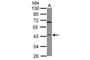 Image no. 1 for anti-HtrA Serine Peptidase 3 (HTRA3) (AA 214-453) antibody (ABIN1498769)