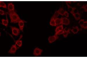 Image no. 2 for anti-Apolipoprotein O-Like (APOOL) antibody (ABIN6259999)