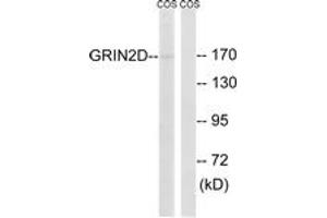 Image no. 1 for anti-Glutamate Receptor, Ionotropic, N-Methyl D-Aspartate 2D (GRIN2D) (AA 671-720) antibody (ABIN1534940)