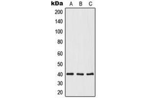 Image no. 1 for anti-Opticin (OPTC) (C-Term) antibody (ABIN2705071)