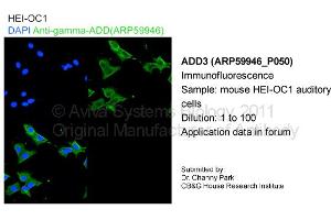 anti-Adducin 3 (Gamma) (ADD3) (C-Term) antibody