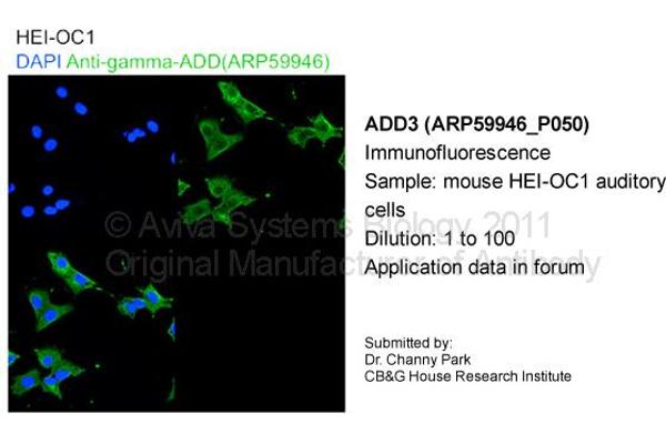 anti-Adducin 3 (Gamma) (ADD3) (C-Term) antibody