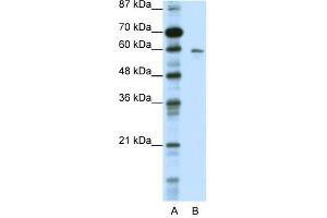 Image no. 1 for anti-Potassium Voltage-Gated Channel, Subfamily G, Member 1 (KCNG1) (N-Term) antibody (ABIN633688)