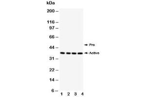 Image no. 5 for anti-Caspase 12 (Gene/pseudogene) (CASP12) (AA 71-84) antibody (ABIN3030292)