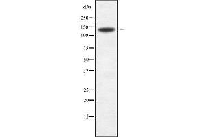 Image no. 1 for anti-Sperm Associated Antigen 5 (SPAG5) (Internal Region) antibody (ABIN6265251)