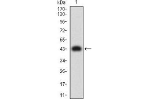 Image no. 4 for anti-Tumor Necrosis Factor Receptor Superfamily, Member 9 (TNFRSF9) (AA 24-186) antibody (ABIN5611112)
