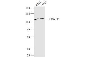 NCAPG antibody  (AA 161-170)