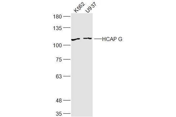 anti-Non-SMC Condensin I Complex, Subunit G (NCAPG) (AA 161-170) antibody
