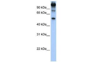 Image no. 3 for anti-FEZ Family Zinc Finger 1 (FEZF1) (C-Term) antibody (ABIN928347)