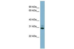 Image no. 1 for anti-Platelet-Activating Factor Acetylhydrolase 1b, Catalytic Subunit 3 (29kDa) (PAFAH1B3) (Middle Region) antibody (ABIN633826)