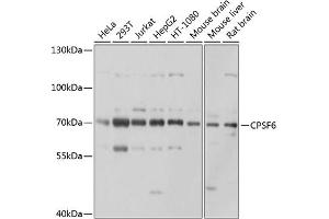 CPSF6 antibody