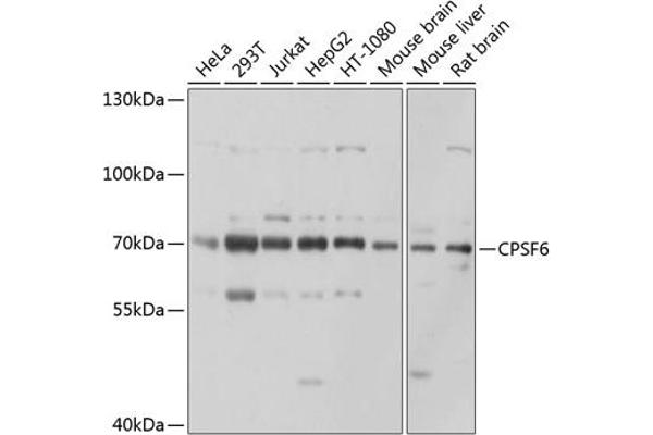 CPSF6 antibody