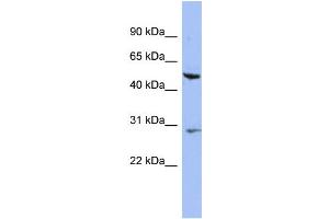 Image no. 1 for anti-Keratin 75 (KRT75) (N-Term) antibody (ABIN2787820)