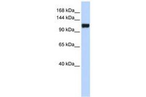 Image no. 1 for anti-Family with Sequence Similarity 120A (FAM120A) (AA 468-517) antibody (ABIN6741281)