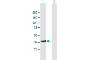 anti-Peptidylprolyl Isomerase D (PPID) (AA 1-370) antibody