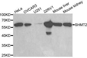 Image no. 1 for anti-serine Hydroxymethyltransferase 2 (Mitochondrial) (SHMT2) antibody (ABIN3021747)
