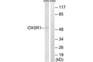 Image no. 1 for anti-Oxidative-Stress Responsive 1 (OXSR1) (AA 272-321) antibody (ABIN1535335)