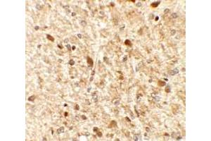 anti-Membrane-Spanning 4-Domains, Subfamily A, Member 6A (MS4A6A) (N-Term) antibody