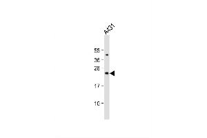 Image no. 3 for anti-BCL2-Associated Agonist of Cell Death (BAD) (AA 53-81) antibody (ABIN388109)