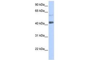 PRDM15 antibody  (AA 1405-1454)