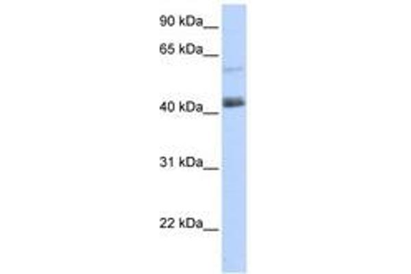 PRDM15 antibody  (AA 1405-1454)
